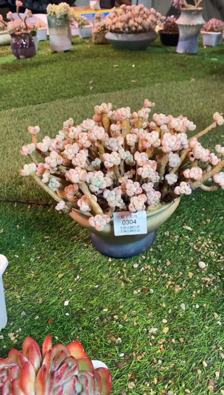 【闪购商品】0304a