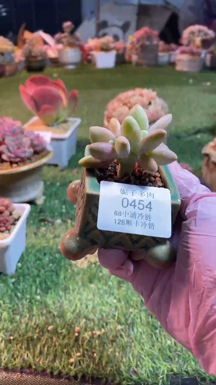 0454《满28包邮发货》带盆