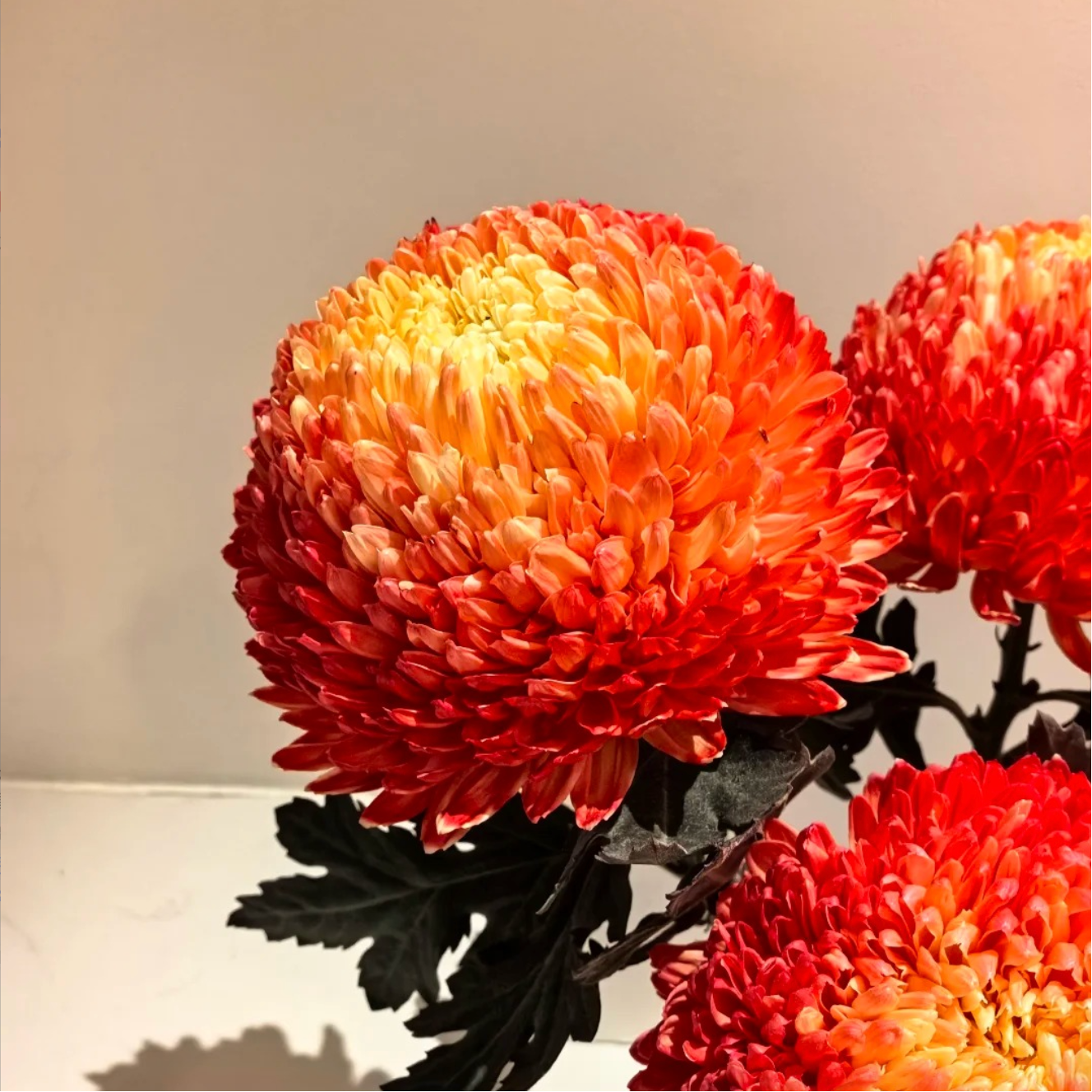 【黄梦宇】落日珊瑚牡丹菊雏菊全场鲜花任意满两单及以上送货上门