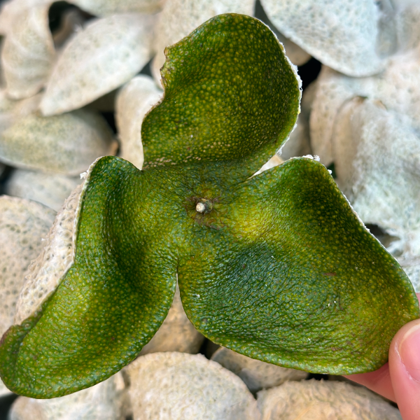 【2025东甲圈枝大青】大红二红皮茶枝柑老树皮药香新会陈皮存放