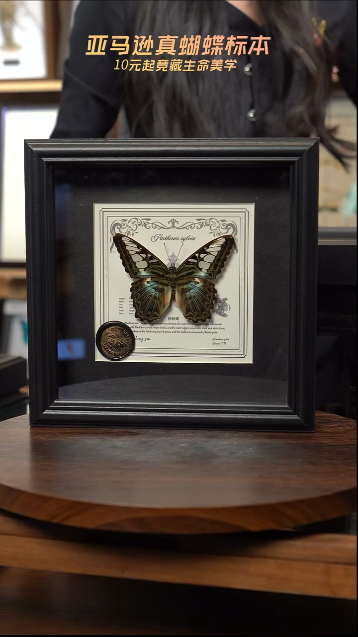 丽蛱蝶盲盒版7寸欧式方框