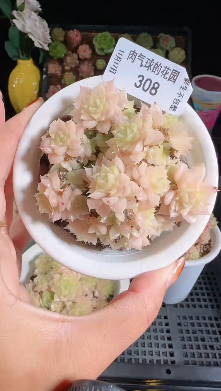 1117-308麦秆群生不包整