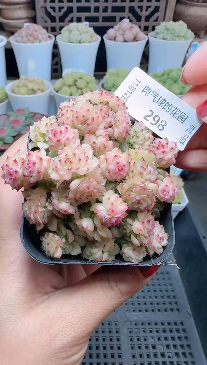 1112-298（群生不包整）