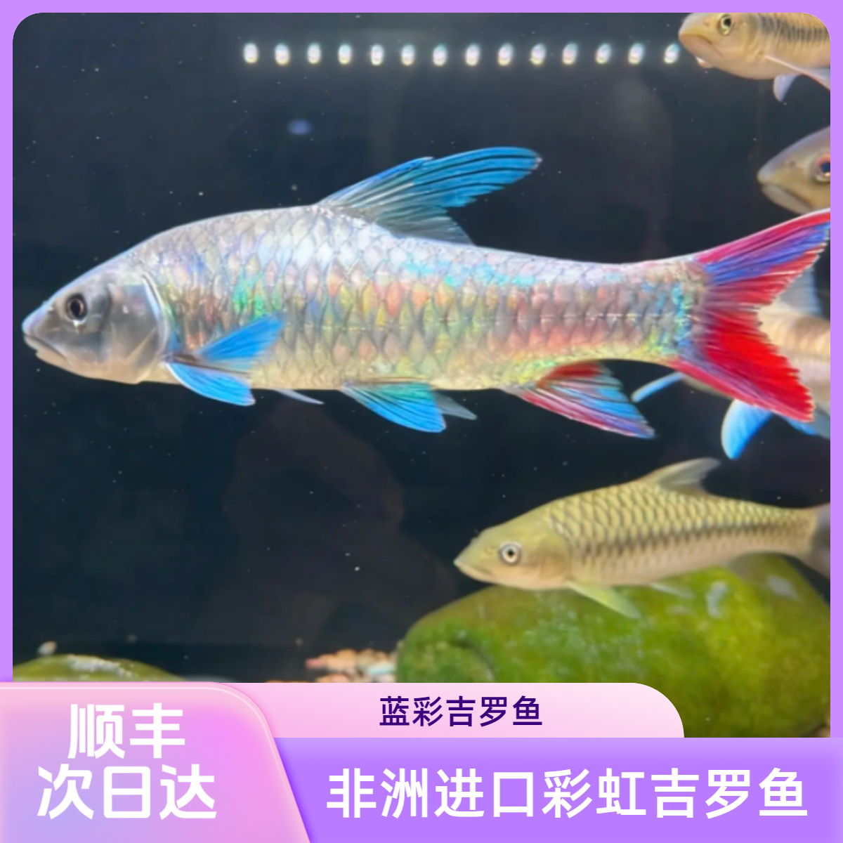 非洲进口蓝鳍彩蓝彩观赏鱼彩虹吉罗鱼虹吉罗野溪流鱼状态好淡水