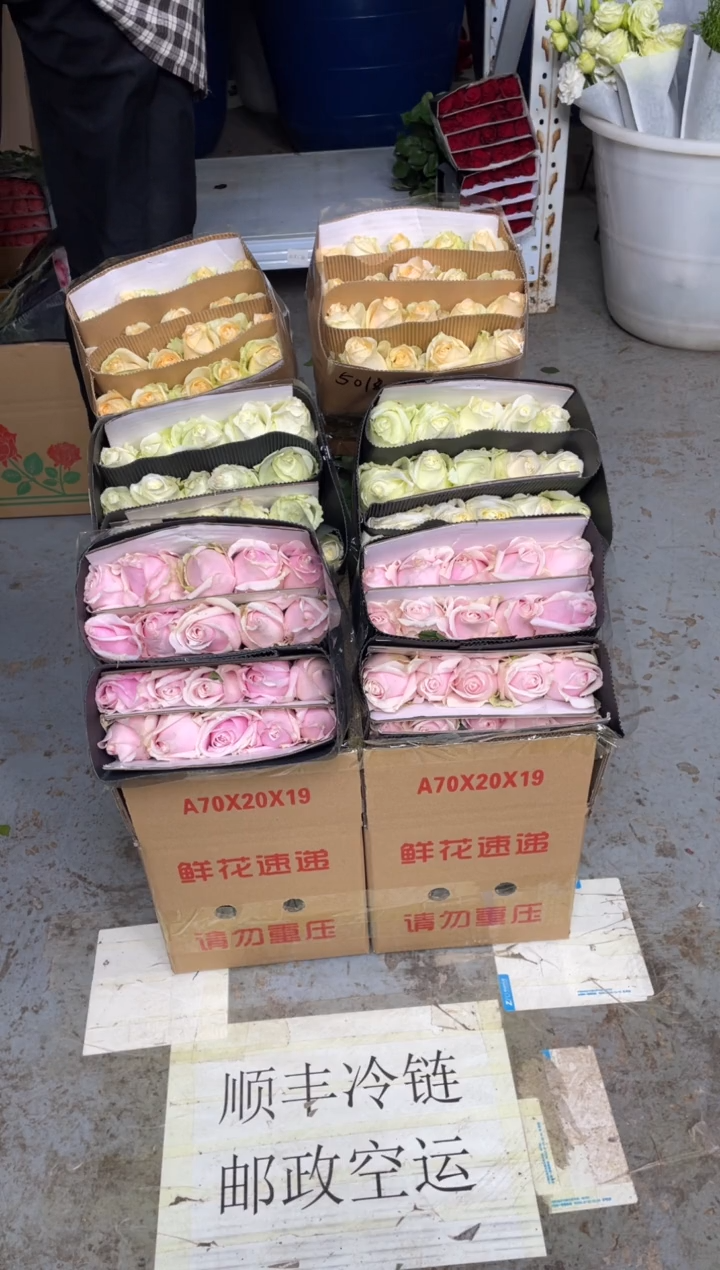 粉红20枝+白雪山20枝+香槟20枝