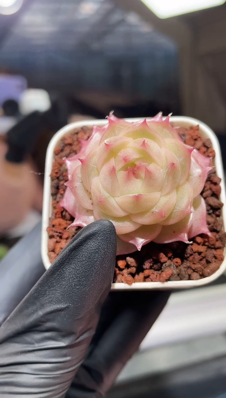 闪购834  粉梨白多肉一颗  3.8-4厘米