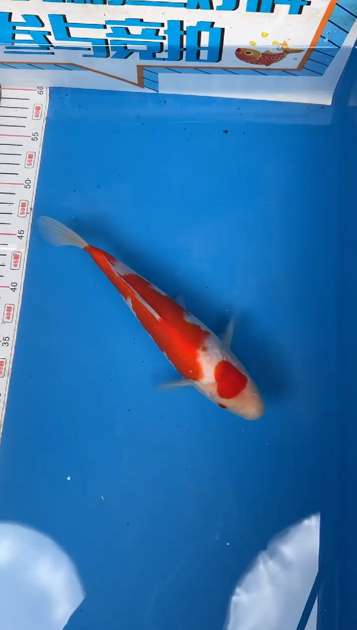 锦鲤汪***i14号锦鲤红白鱼  闪购