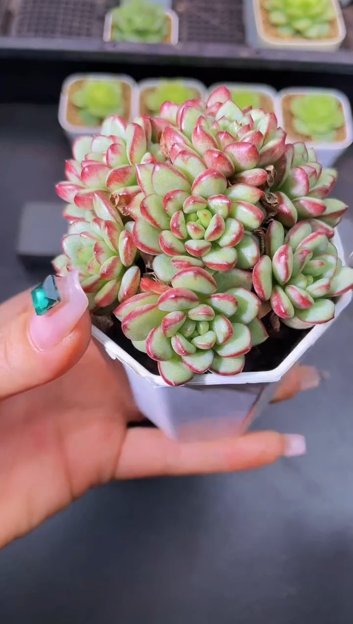 8199 亚当钻石 随机发一颗量拍