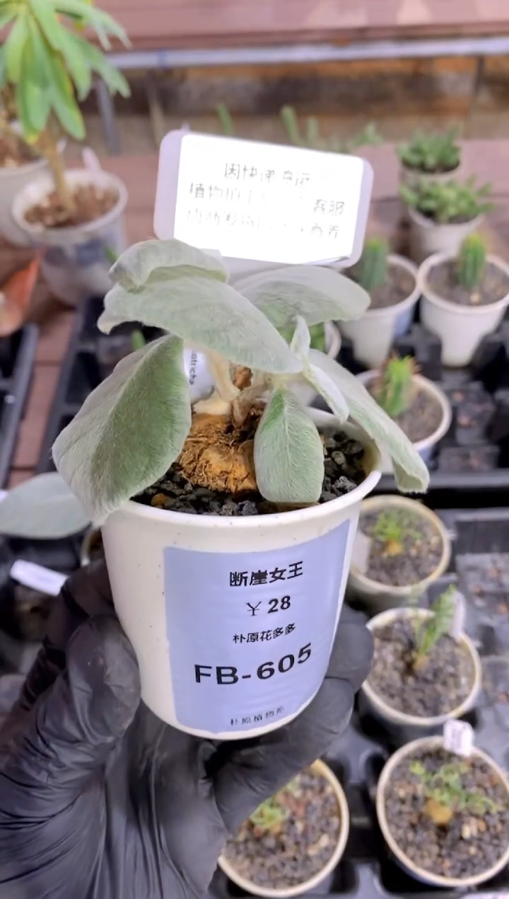 【闪购商品】断崖女王FB-605