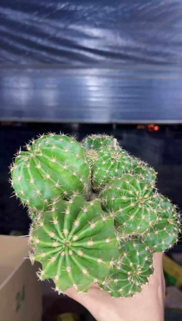 【闪购商品】大号 席克氏彩草群生 12-15cm