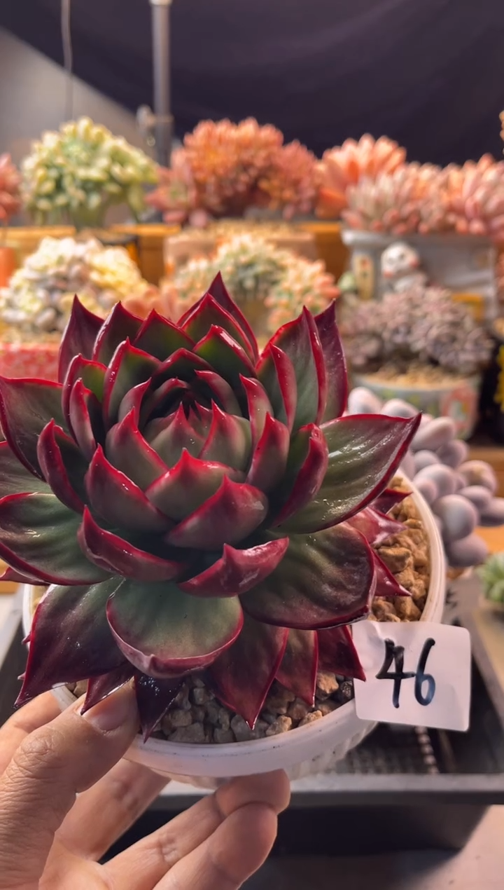 12.21-46惊鸿仙子111111111