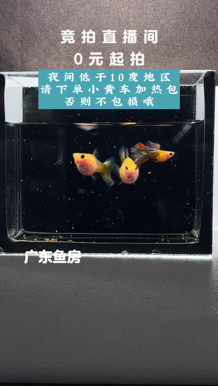 孔雀鱼黄肉蓝礼服串串三只编号88