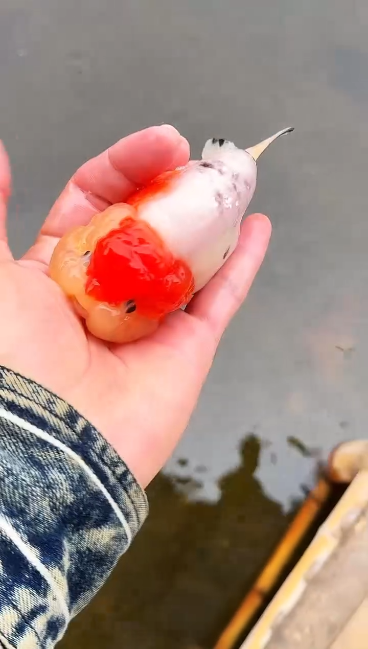 金鱼沧****t水娃娃渔场兰寿观赏鱼 不包邮