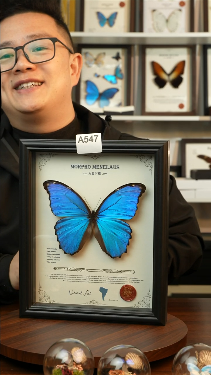 大蓝闪蝶-英文（10寸欧式黑框）A547