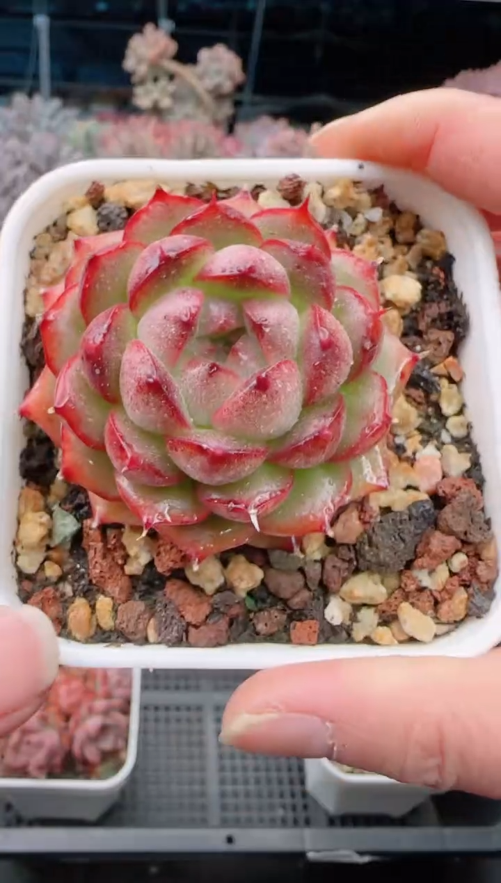 【闪购商品】7402麦秆