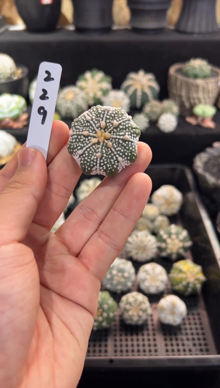 圣诞美纹奇迹不含盆土实生编码229