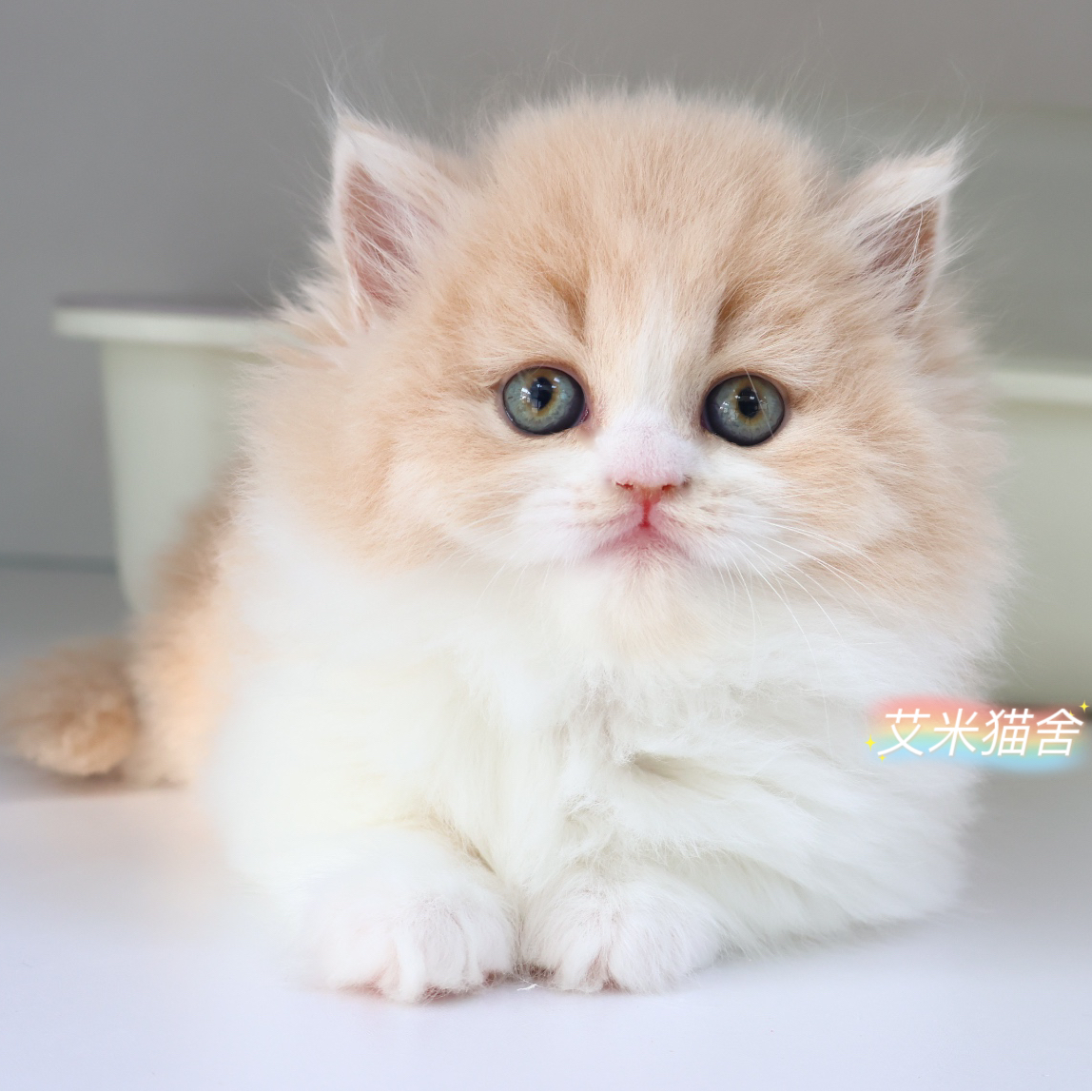 乳白拿破仑米努特短腿矮脚猫猫猫五粉爆毛拍前可咨询客服改运费