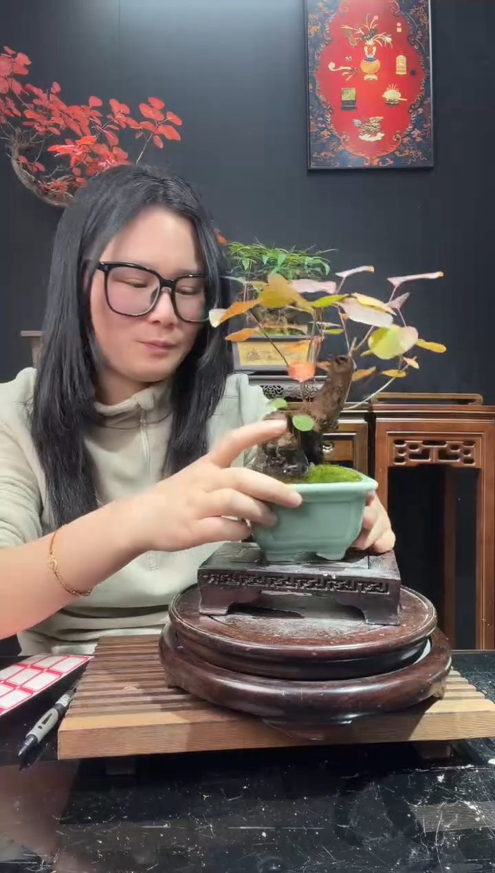 完全开放黄栌000