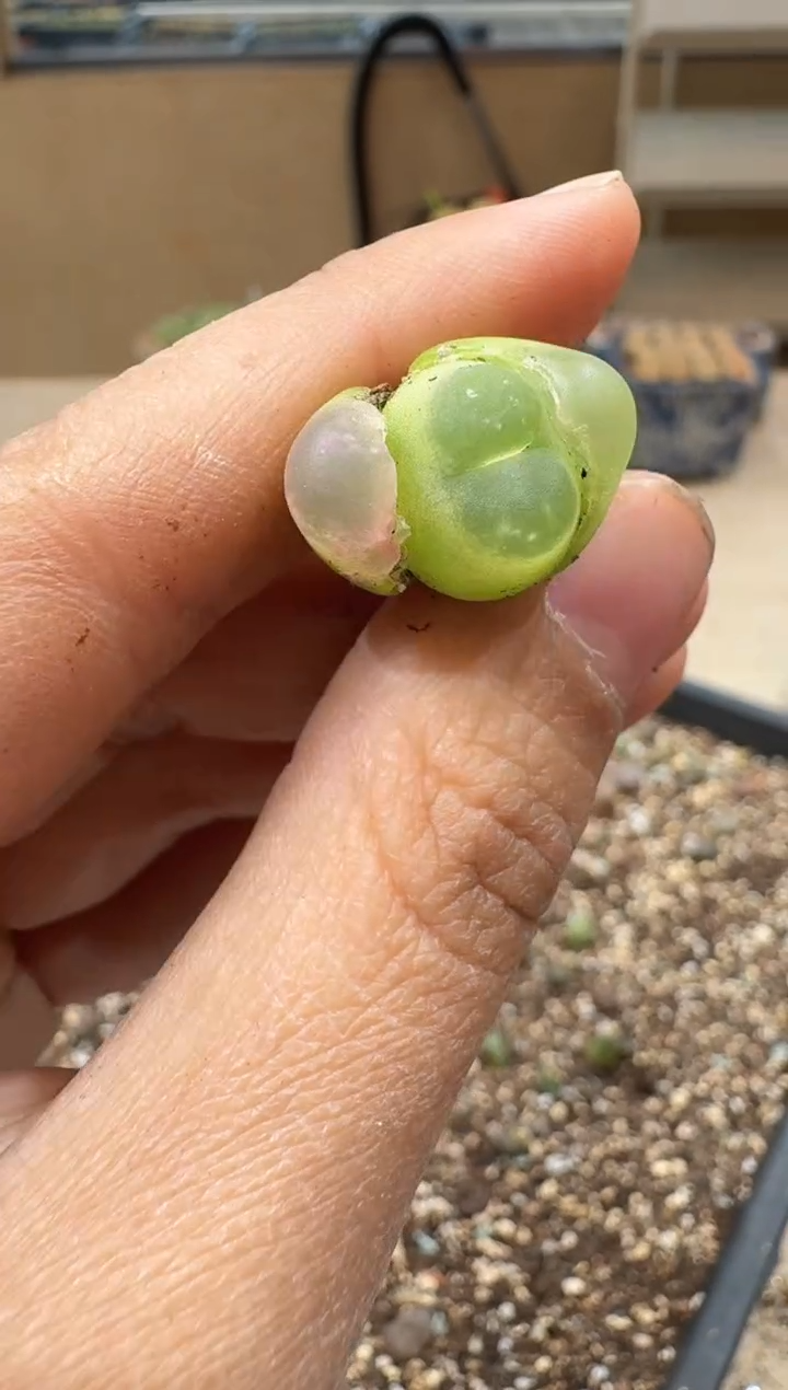 多肉植物肉锥3-118