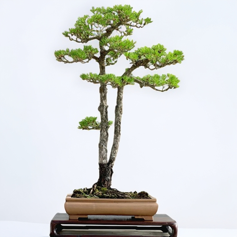 直播链接请勿私拍直播间实物为准杜鹃花栀子花水杨梅野桂花春花