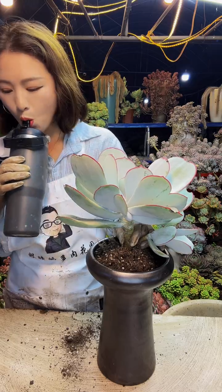 单头白眉脱土包邮