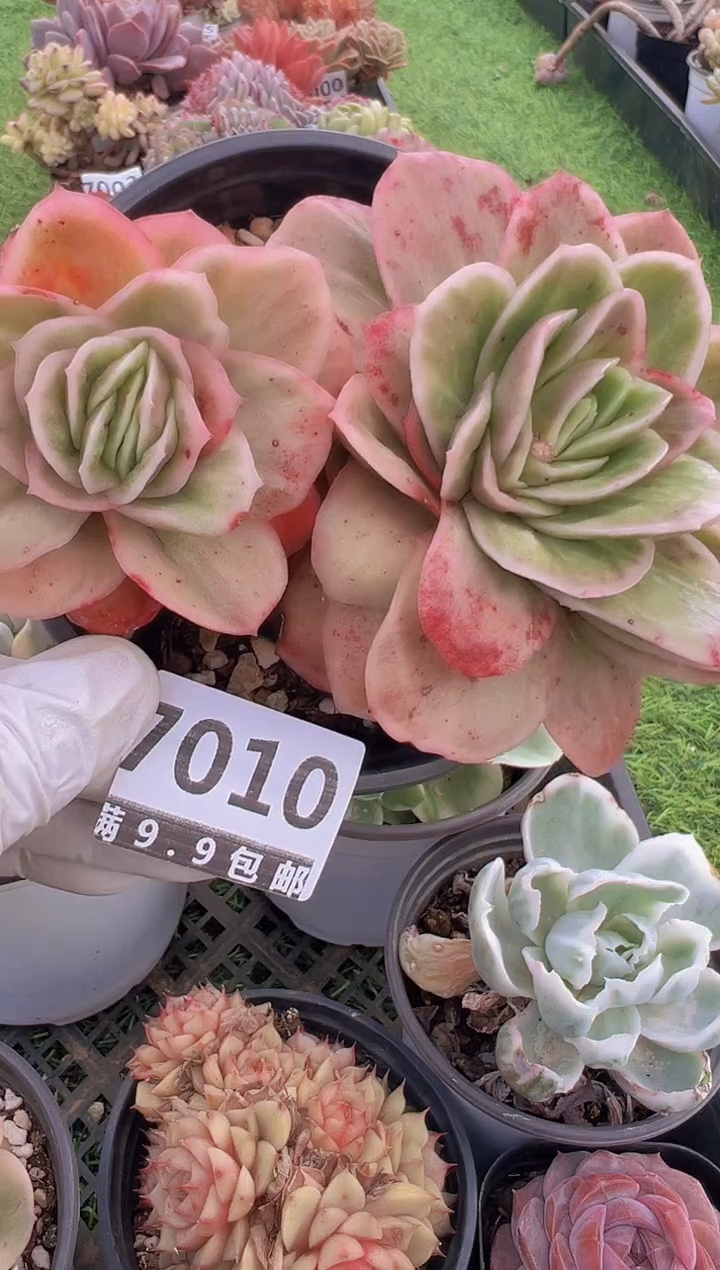 【闪购商品】信福多肉一物一拍