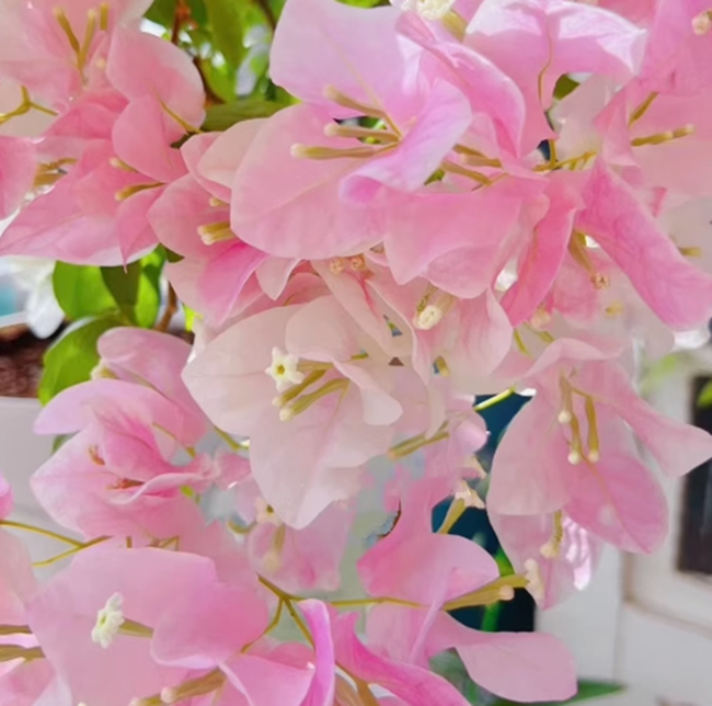 【广红樱】 三角梅美丽 鲜花盆栽 带花 冬季原盆带花发基地爬藤