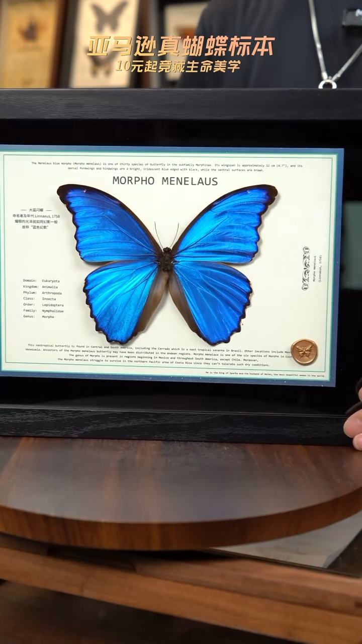 大蓝闪蝶新版本A4横版