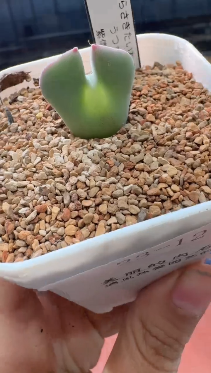 多肉植物肉锥23-127紫体猫耳