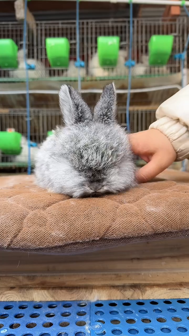 安哥拉安哥拉长毛兔