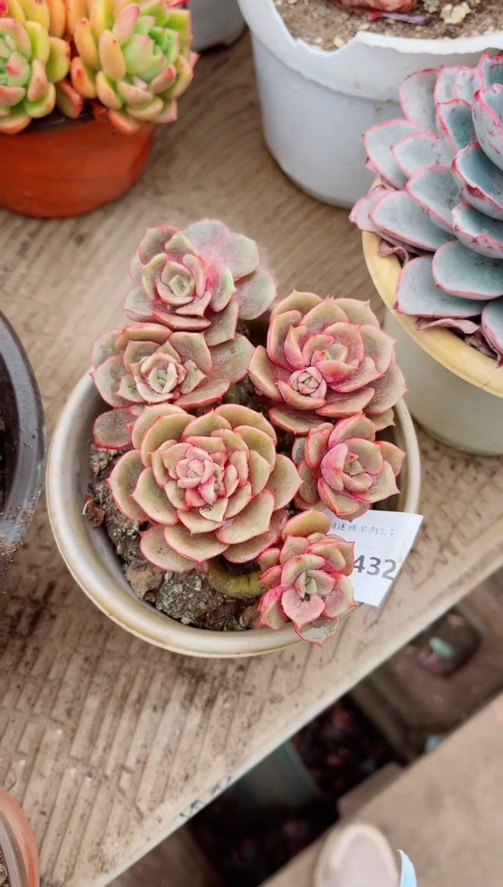 【闪购商品】07432