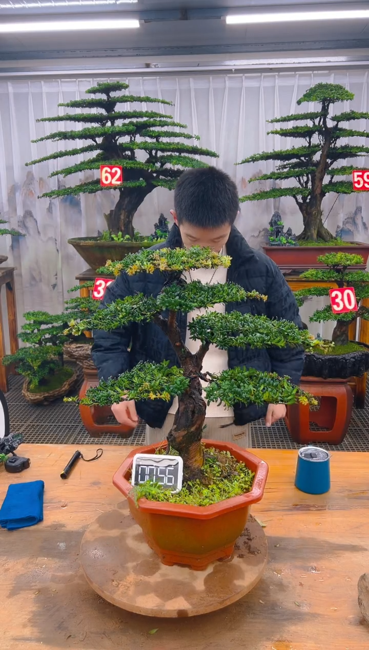 无花朵精品盆景直播间一物一拍