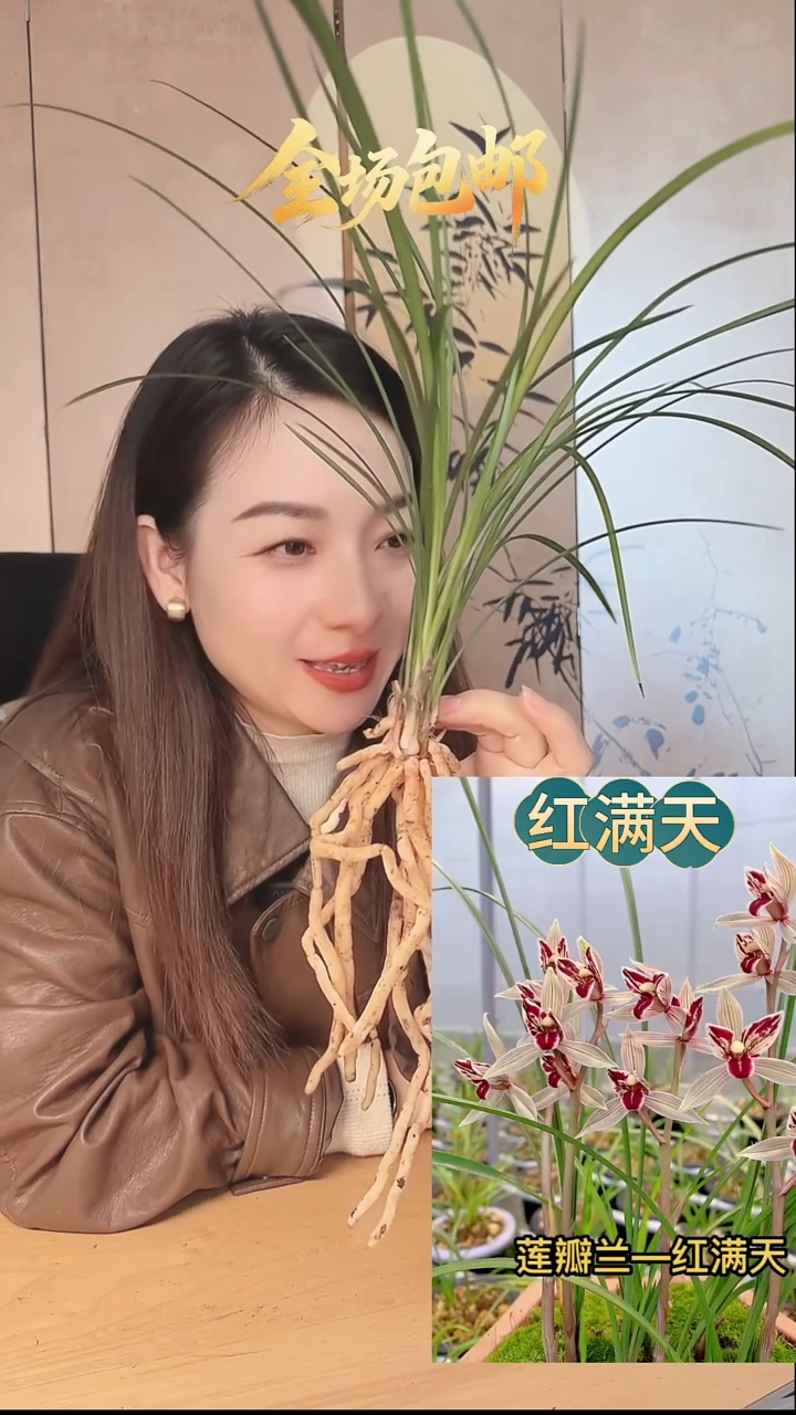 当前无花栽培后可以开花：红满天