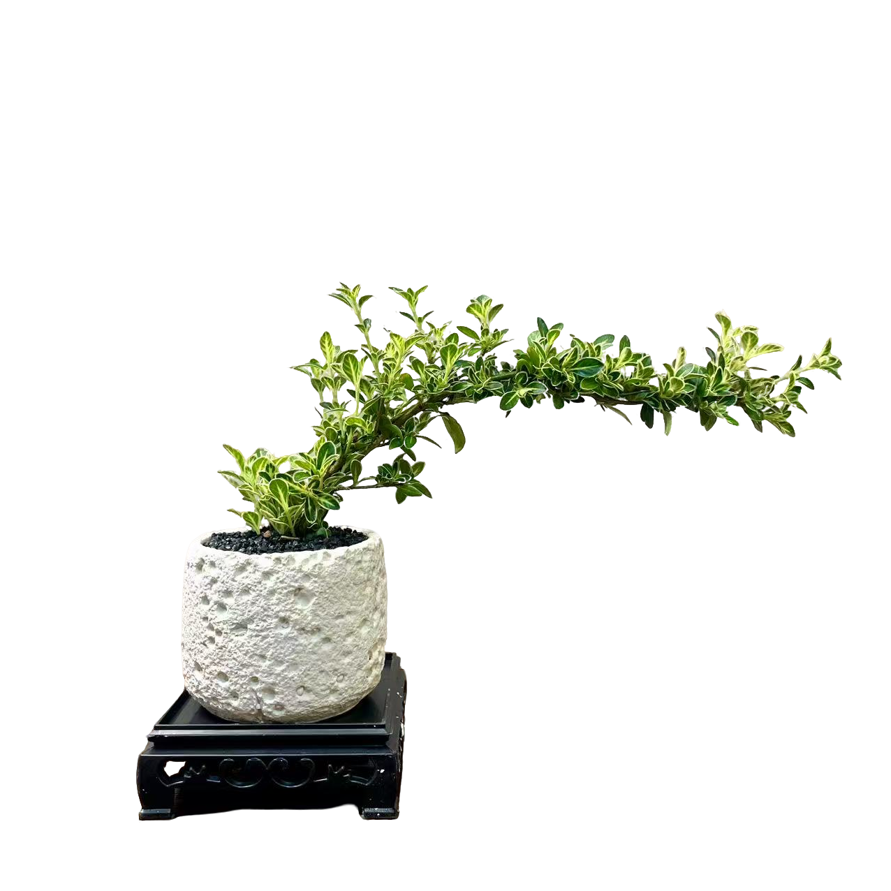 六月雪悬崖飘枝室内懒人苔球