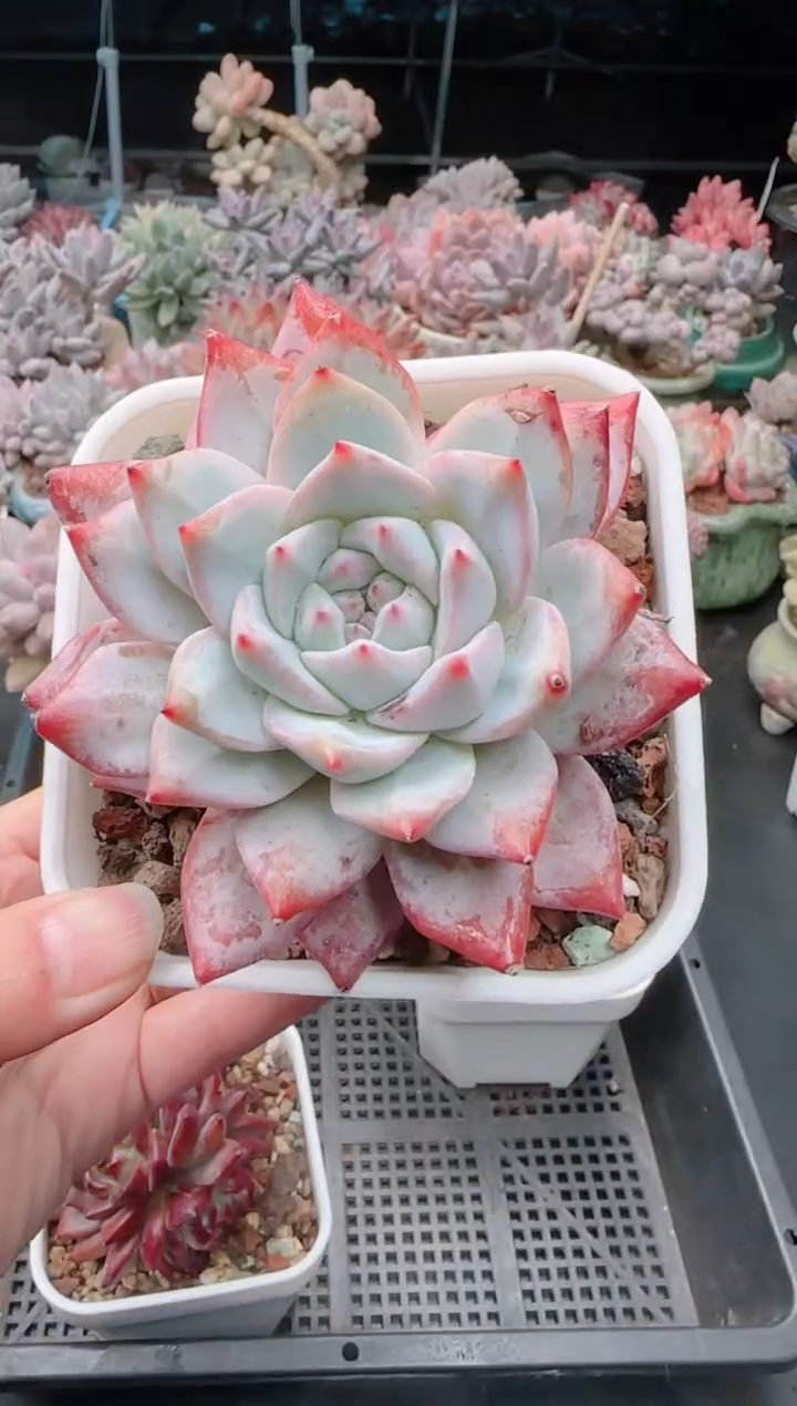 【闪购商品】3174粉蓝鸟1