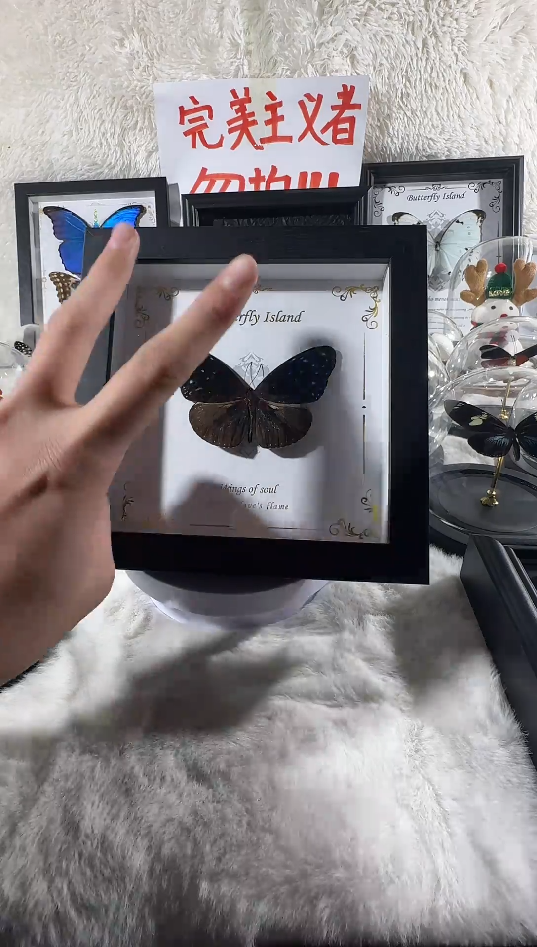 木异型紫斑蝶相框   