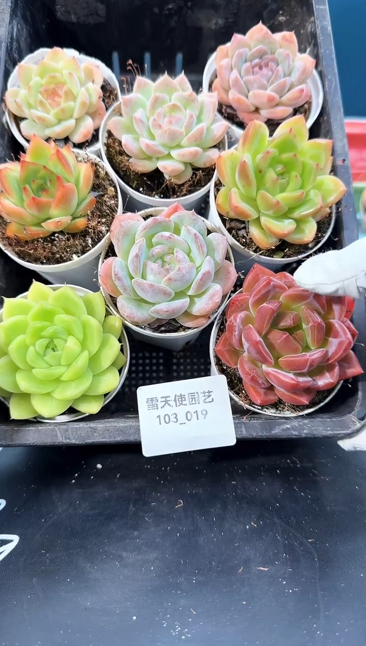 103- 019 多肉8颗 