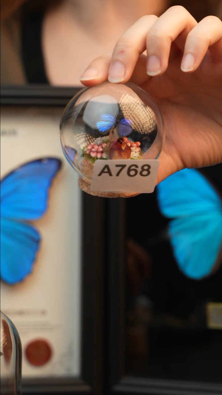 雅灰蝶真蝴蝶标本A768