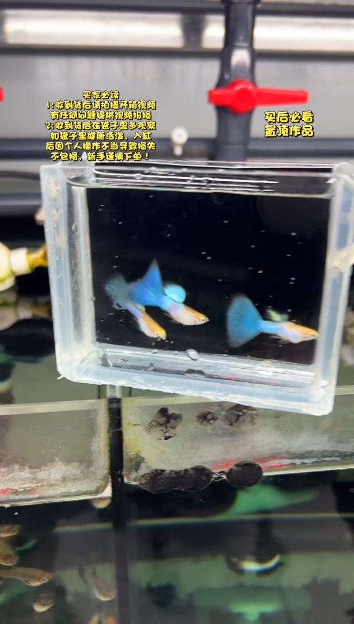 孔雀鱼无怨孔雀鱼