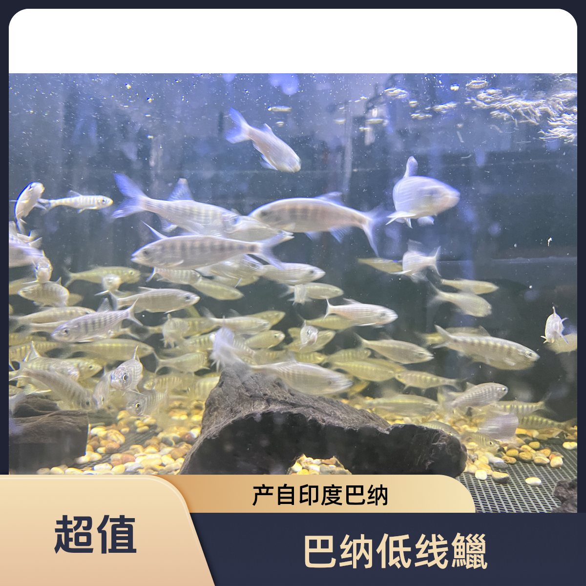 原生鱼 巴纳低线鱲  包野