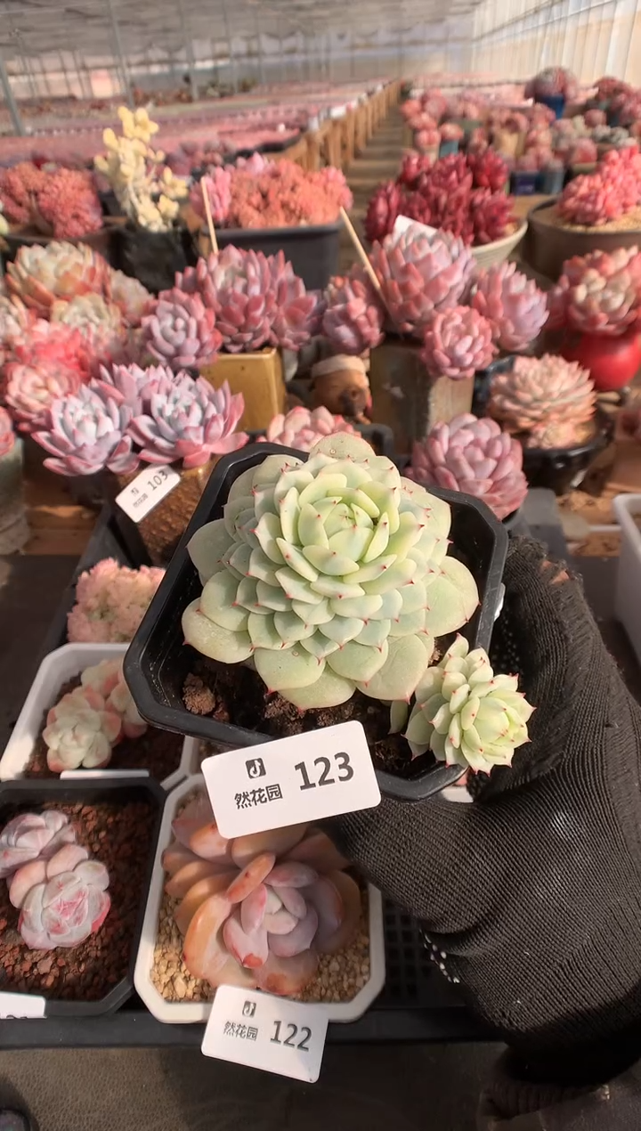 123静夜锦多肉植物一物一拍