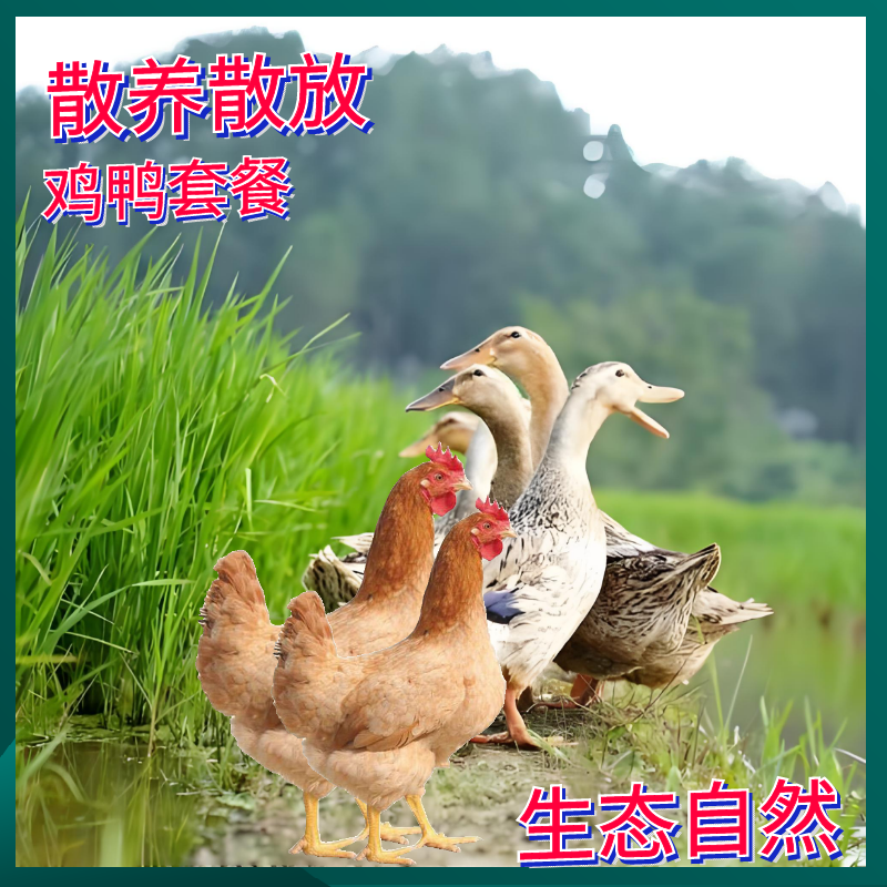 安徽九华山农家乡村原生态散养2年老鸭老母鸡天然散养新鲜现杀