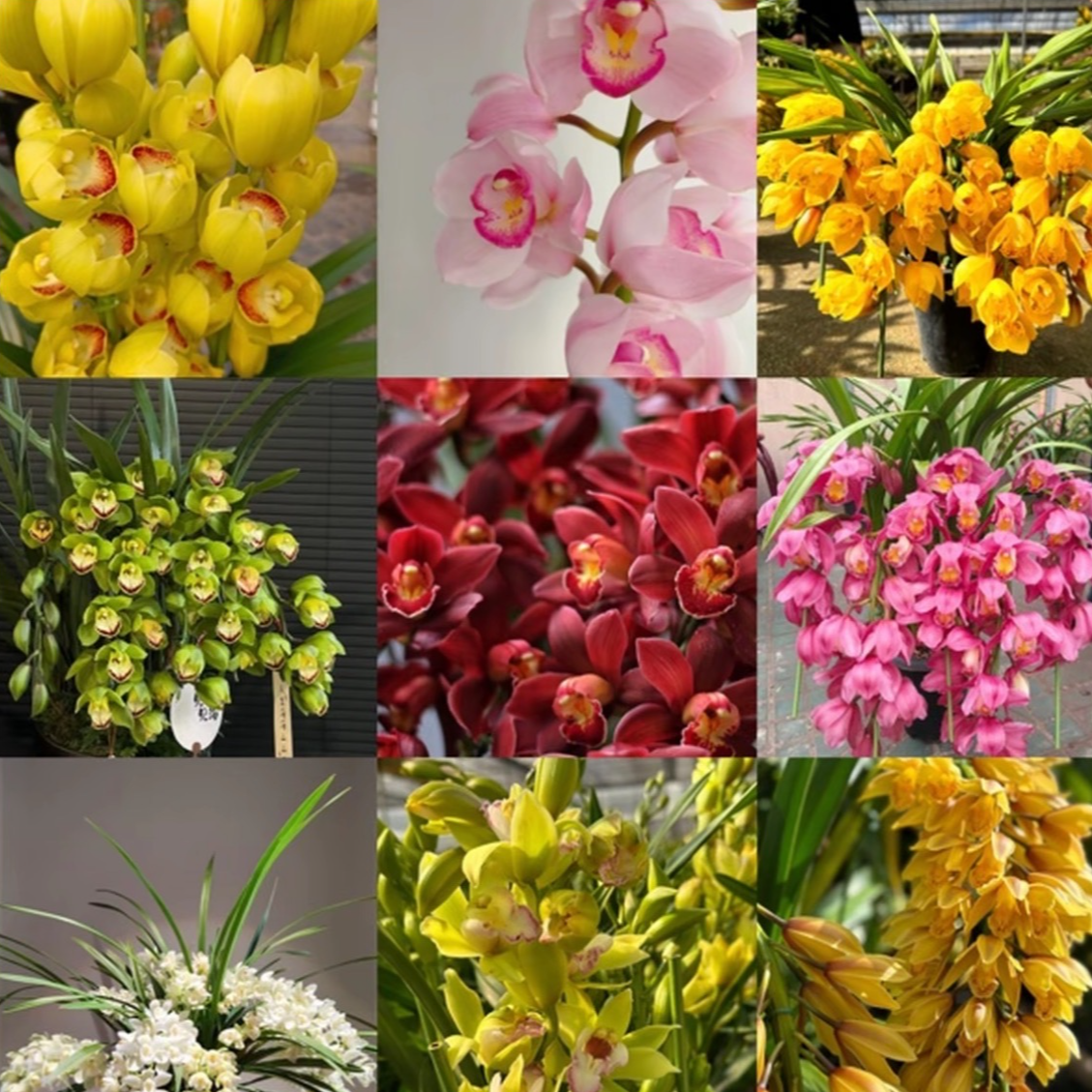  精品兰花【直播自选】 高端名贵花卉绿植盆栽  年宵花！！！