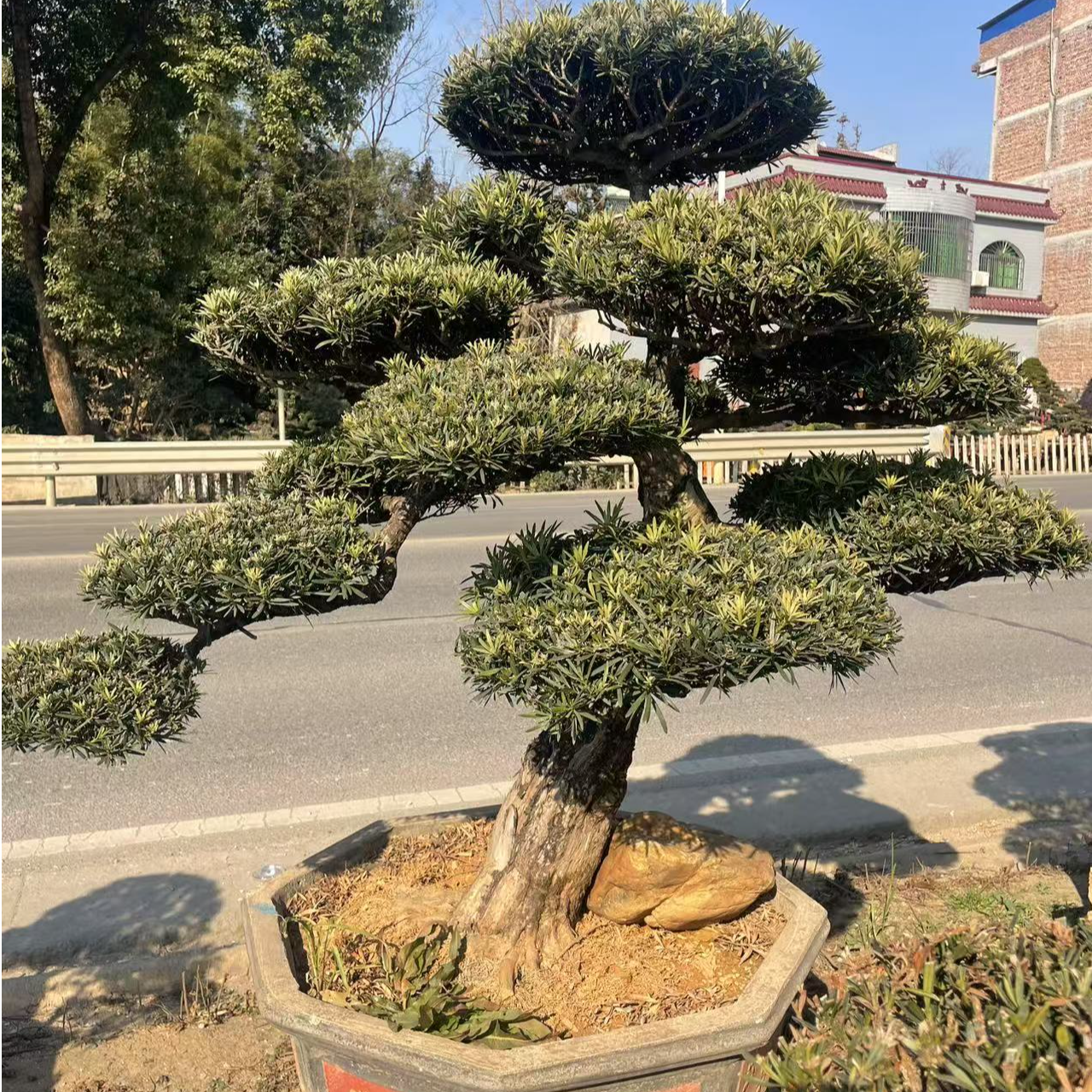 基地直发罗汉松红檵木亮晶女贞小叶女贞