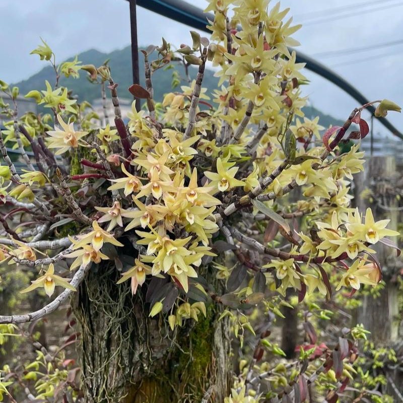 云南高山铁皮石斛兰 四季开花 可吃可观赏 新手可养