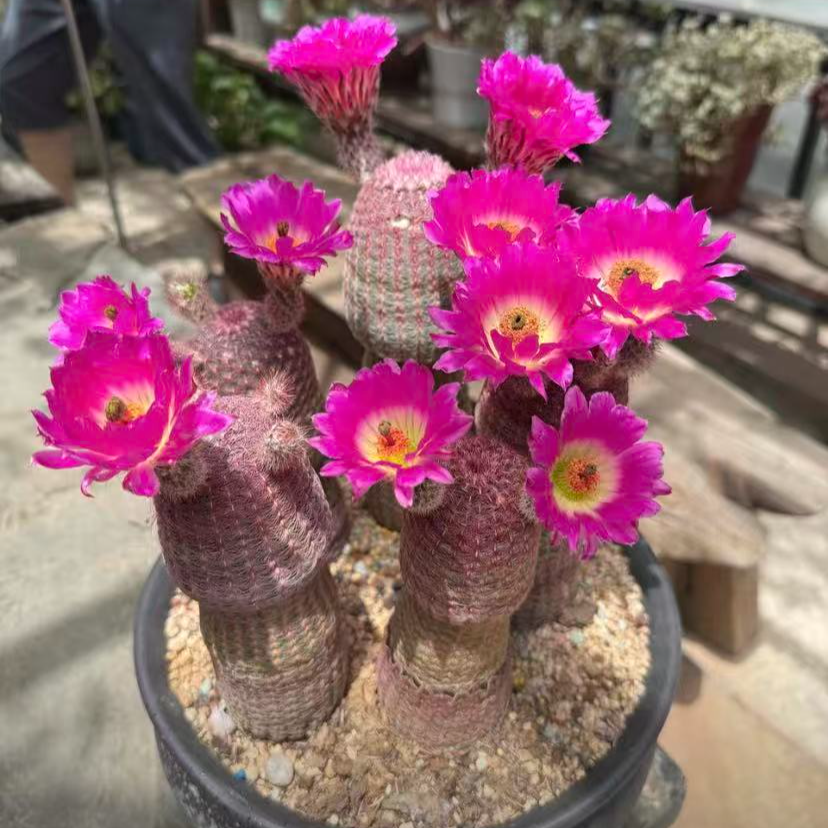 实生红太阳高度10cm    仙人球漳州基地直发 新手好养