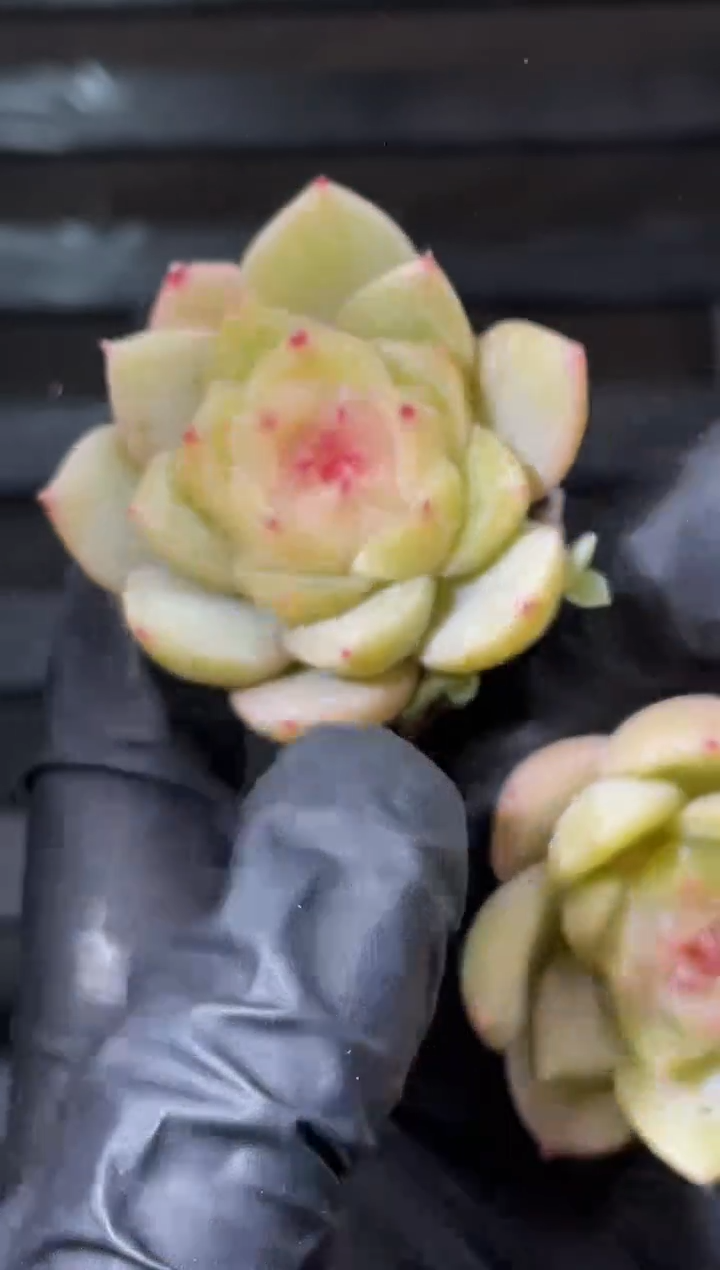 31-59 幻之华2-3厘米量拍发一颗