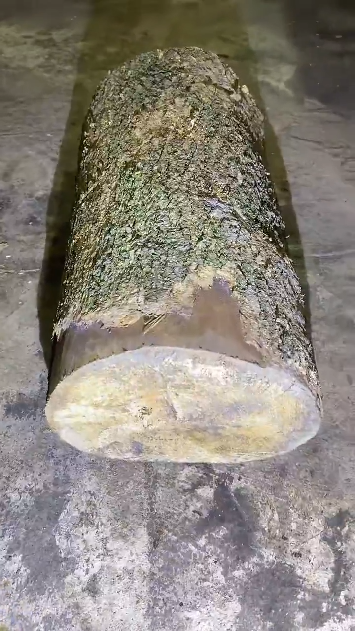 小叶桢楠金丝楠木