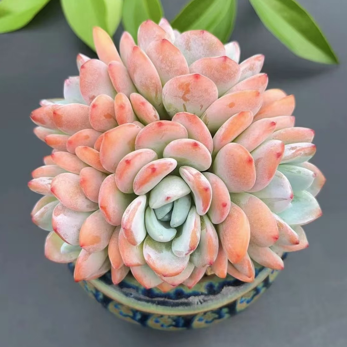 【百丽多肉】精品冷香+双头橙梦露+原始海滨格瑞+雪天使多肉福利品！