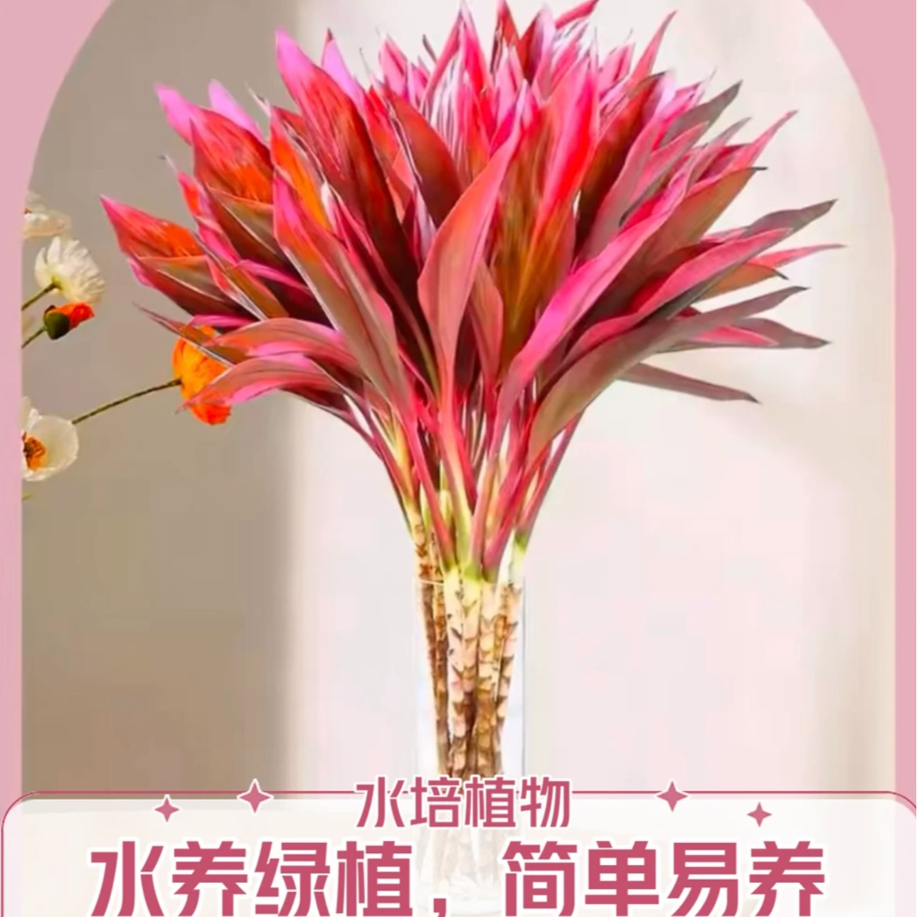 【平安富贵竹】鸿运竹富贵竹水培水养绿植客厅室内吉祥招财转运